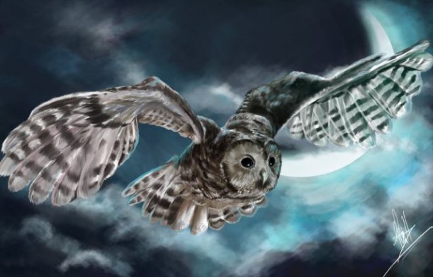 owl_on_a_mystical_night_by_ferquillo-d5oarny